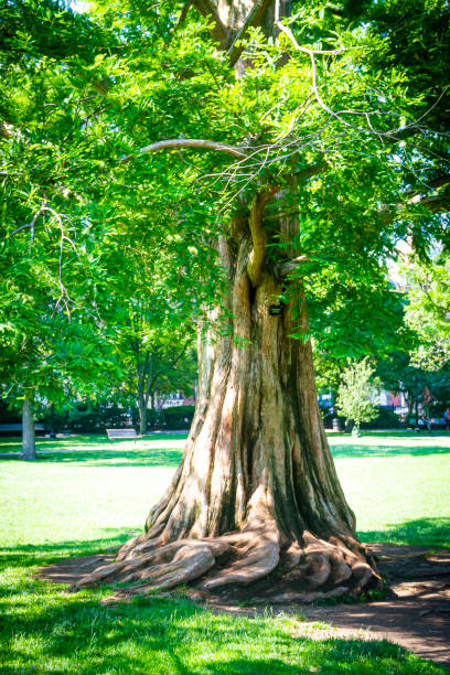 istock Dawn Redwood Tree (Metasequois S Miki) in the Boston Public Gardens 1329529658