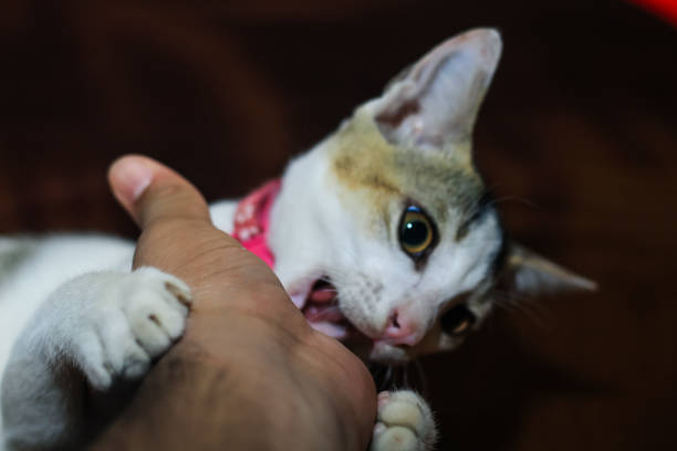 белая кошка кусает руку человека. красивая милая кошка играет рукой и кусает забавными эмоциями. - sadness domestic cat kitten humor стоковые фото и изображения