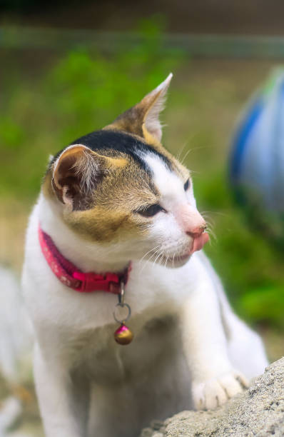 istock White cat looking back at the camera while plying. A white cat plying. 1329532871