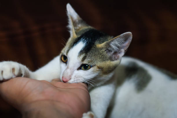 белая кошка кусает руку человека. красивая милая кошка играет рукой и кусает забавными эмоциями. - sadness domestic cat kitten humor стоковые фото и изображения