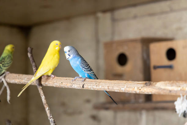 Wavy parrots perched on a branch in a cage