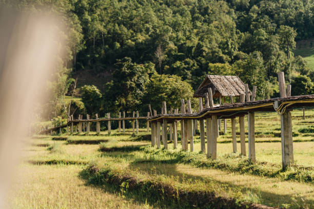 ponte de bambu sobre pastilhas de arroz, boon ko ku assim em pai - mae hong son province - fotografias e filmes do acervo