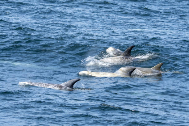 istock Risso's Dolphin Swimming through the waves 1329534802