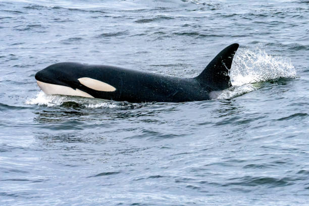 Killer Whales Biggs transient killer whales in Monterey Bay California killer whale photos stock pictures, royalty-free photos & images