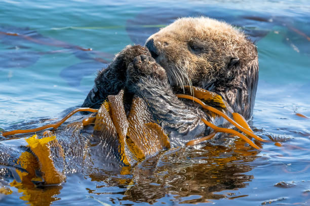 California Sea Otter California Sea Otter sleeping wrapped in kelp in Monterey Bay sea otter stock pictures, royalty-free photos & images