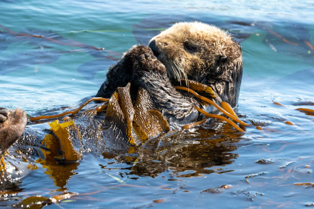 istock California Sea Otter 1329535528