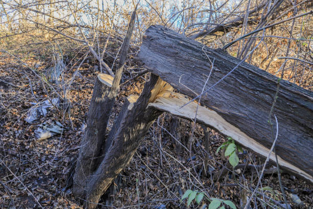 istock Illegal logging of trees in the forest 1329535599