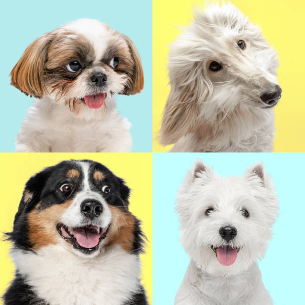 istock Four different cute smiling purebred dogs sitting isolated over light blue and yellow backgrounds. Collage 1329535642