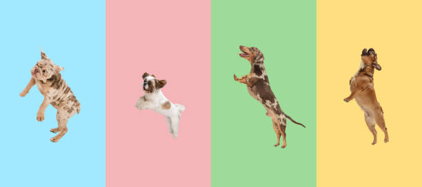 ジャンプ、飛行。4匹のかわいい遊び心のある純血種の犬、大小、多色のスタジオの背景の上に孤立ジャンプ。 - dog jumping ストックフォトと画像