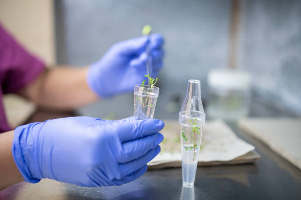 istock Multiple In Vitro Plants In Laboratory, Putting In Vitro Plants In Test Tube. 1329536260