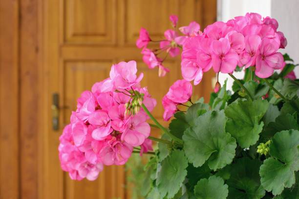 istock Richly blooming geranium flowers on the windows 1329536287