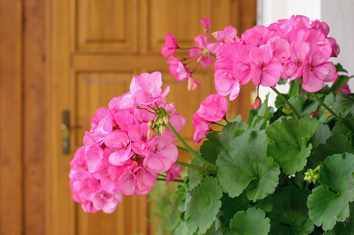 Richly blooming geranium flowers on the windows