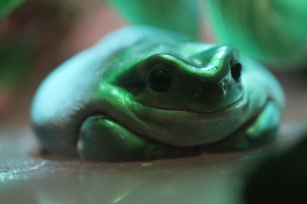 grüner laubfrosch sitzt unter dem baum - whites tree frog stock-fotos und bilder