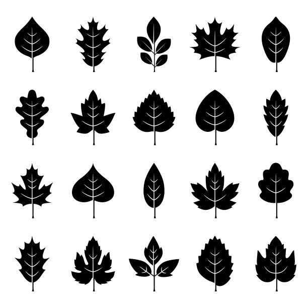Leaves icon set Leaves icon set. Vector design elements on white background alder tree drawing stock illustrations
