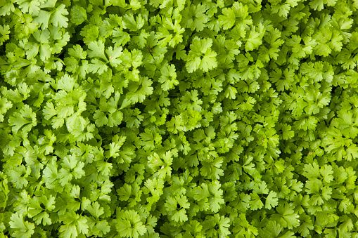 Background not forced small green parsley leaves