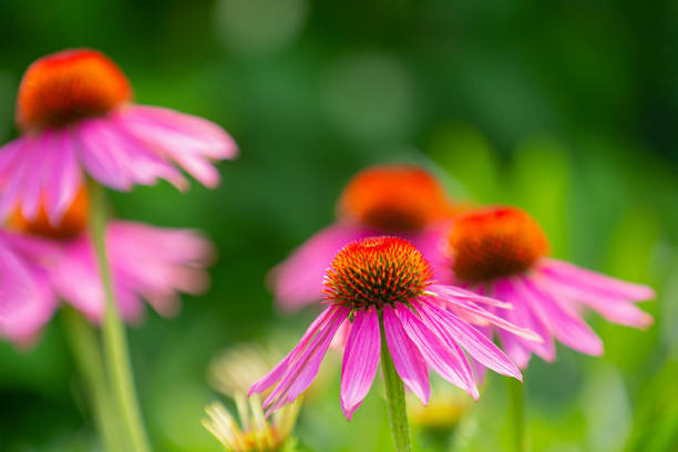 istock purple coneflowers (echinacea) in full bloom with blurry green background 1329537020