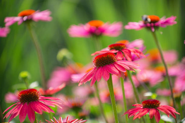 istock purple coneflowers (echinacea) in full bloom with blurry green background 1329537073