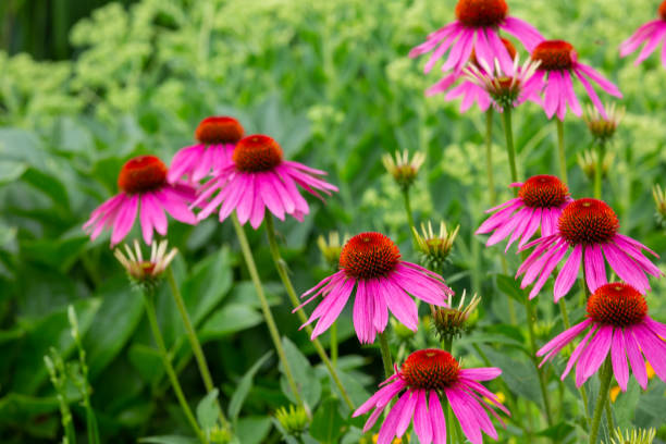 istock purple coneflowers (echinacea) in full bloom 1329537140