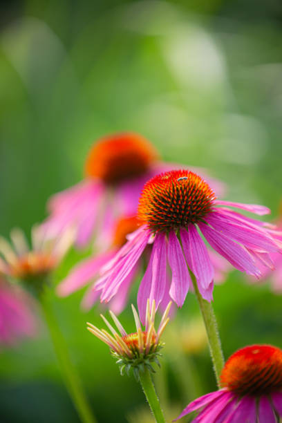 istock purple coneflowers (echinacea) in full bloom with blurry green background 1329537200
