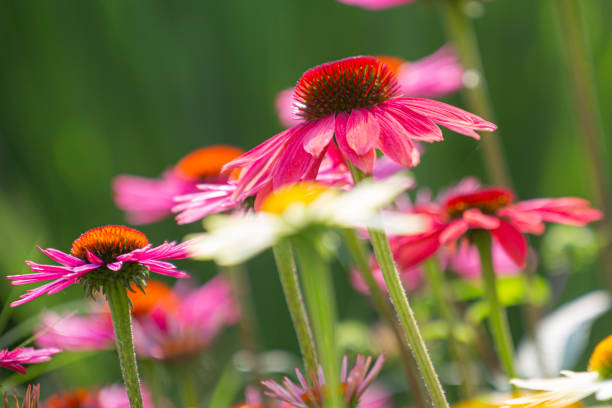istock purple coneflowers (echinacea) in full bloom with blurry green background 1329537239