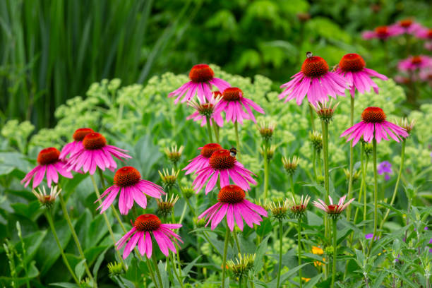 istock purple coneflowers (echinacea) in full bloom 1329537348