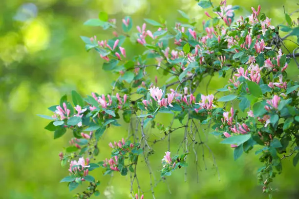 Tatarian Honeysuckle or Lonicera tatarica pink flowers in green spring garden