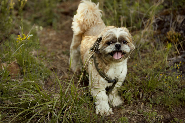 istock Cute dog among grass in nature looking at camera. 1329538169
