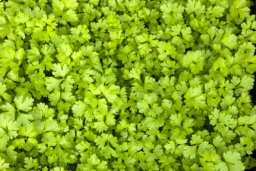 Background not coerced small green lettuce leaves