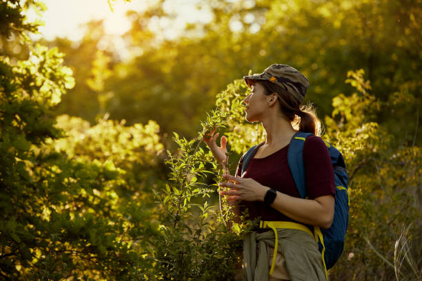istock Carefree backpacker smelling the plants while hiking through nature at sunset. 1329538592