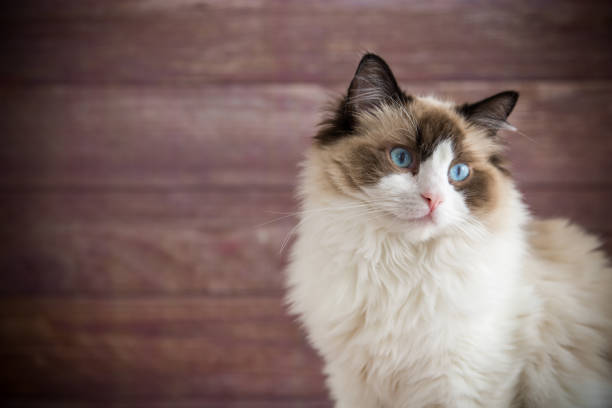 Young beautiful purebred Ragdoll cat at home Young healthy beautiful purebred Ragdoll cat, on wooden background ragdoll cat stock pictures, royalty-free photos & images