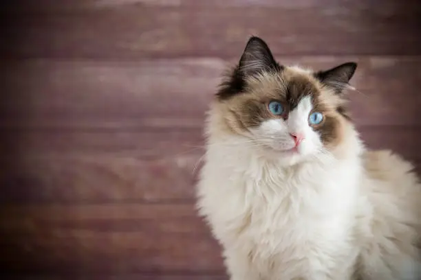 Young healthy beautiful purebred Ragdoll cat, on wooden background