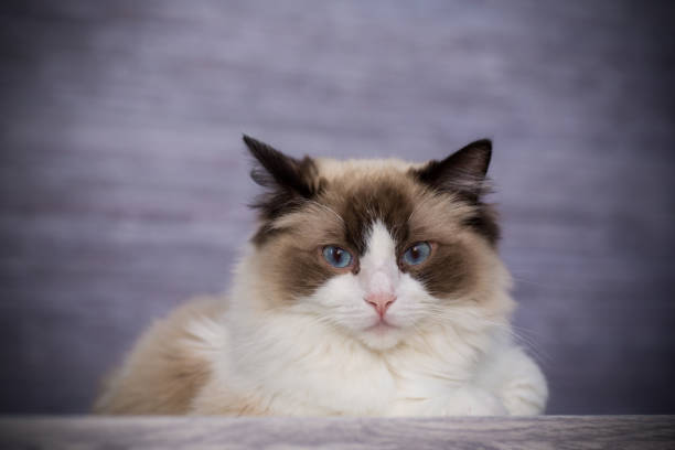 istock Young beautiful purebred Ragdoll cat at home 1329538924