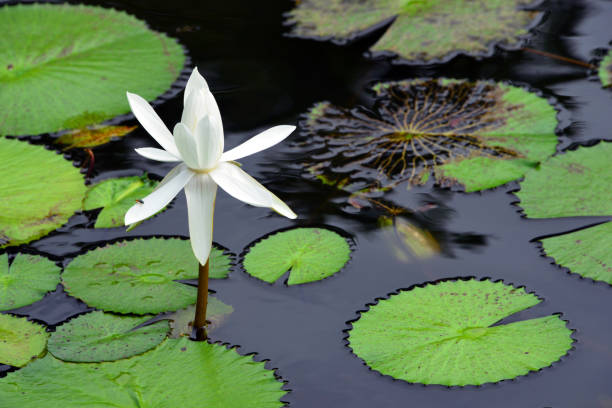 ägyptische lotuspflanze und -blume auf einem teich - saloum delta national park - fathala reserve, fatick, senegal - water lily lily water water garden stock-fotos und bilder