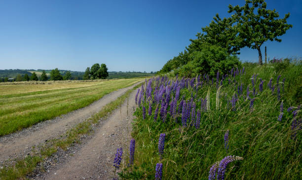 istock lavender field in region 1329540054