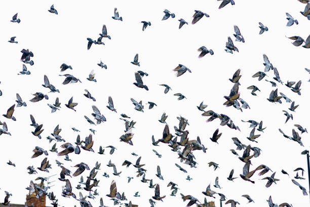 istock Large Group of Pigeons Flying 1329540212
