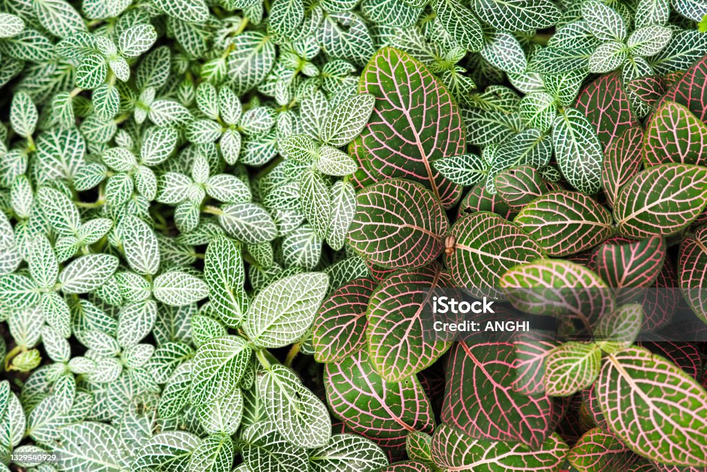 Green and red leaves background. Fittonia verschaffeltii or Fittonia albivenis plant Plant Stock Photo