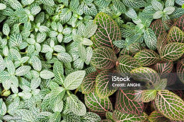Green And Red Leaves Background Fittonia Verschaffeltii Or Fittonia Albivenis Plant Stock Photo - Download Image Now
