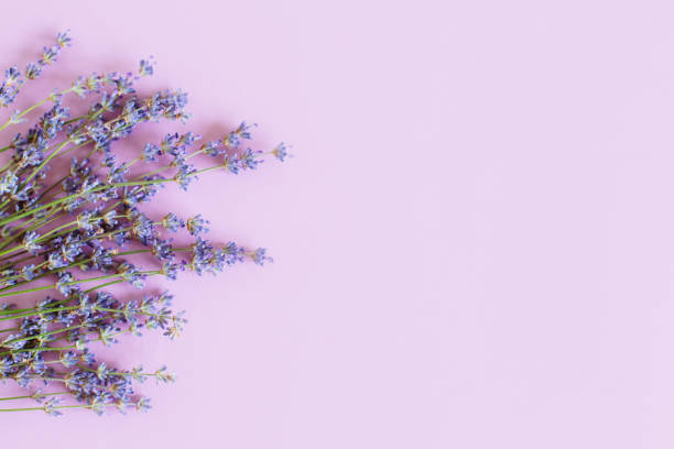 istock Beautiful lavender floers on a violet pastel background. 1329541105