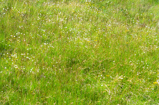 Natural growth on uncultivated land in late spring/early summer with a variety of grass species, dandelion and other wild flowers.