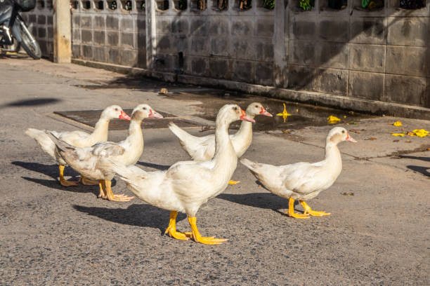 istock white house ducks in the street 1329541308