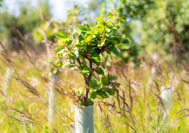 New woodland plantation - young Beech tree Close-up of a small beech tree growing well in a protective tube at a new woodland plantation. sapling stock pictures, royalty-free photos & images