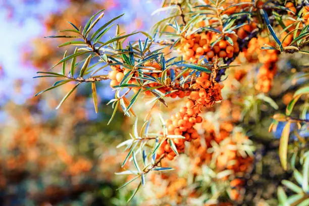 A close-up showing abundant sea buckthorn berries growing, uncultivated near the coast in East Lothian, Scotland.