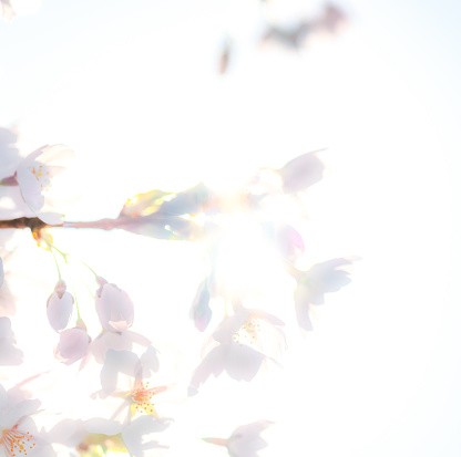 The sun shining through the flowers of cherry blossom in springtime.