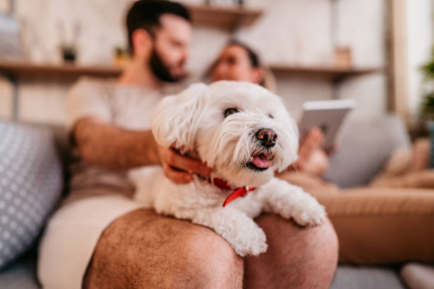 istock Maltese dog lying on man's knees 1329541854