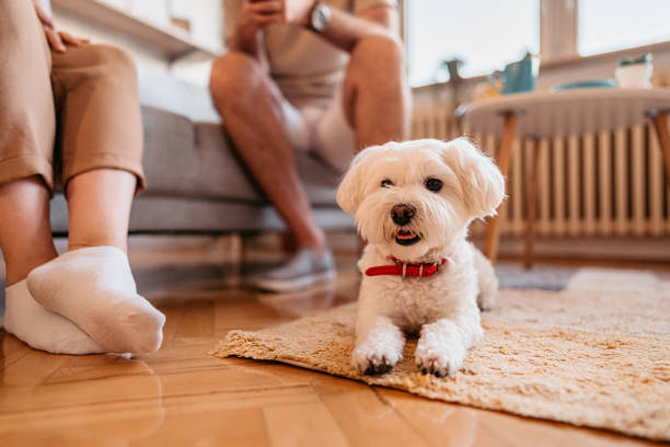 istock Maltese dog relaxing on floor in apartment 1329542219