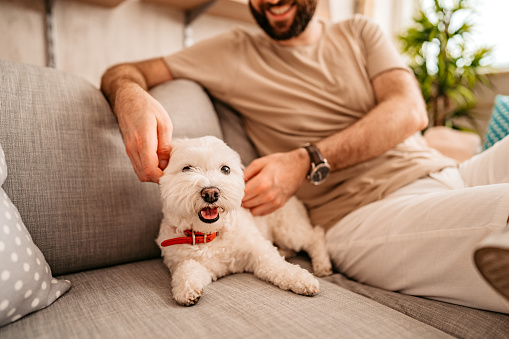 Cute Maltese dog lying on sofa and having cuddle time with man.