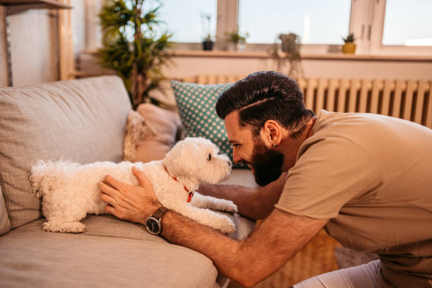 istock Handsome man plying with dog on sofa 1329543285