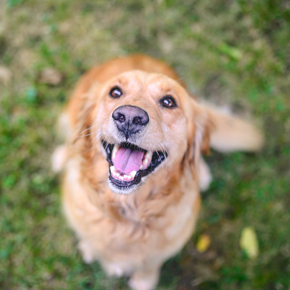 Golden retriever in nature