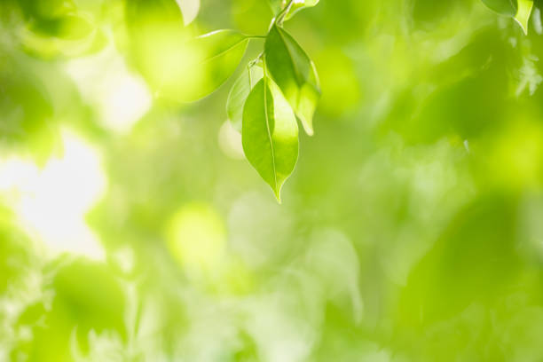 istock Beautiful nature view green leaf on blurred greenery background under sunlight with bokeh and copy space using as background natural plants landscape, ecology wallpaper concept. 1329543722