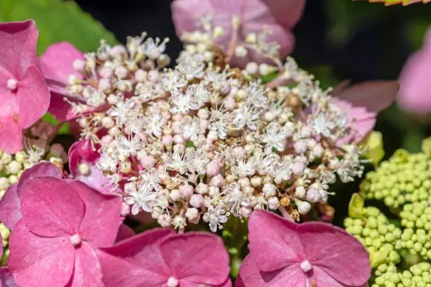 July 2021: Close-up of pink-colored Hydrangea Flower